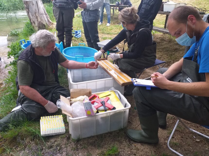 Presentati i risultati del monitoraggio della fauna ittica e del benthos dei fiumi Nera e Corno